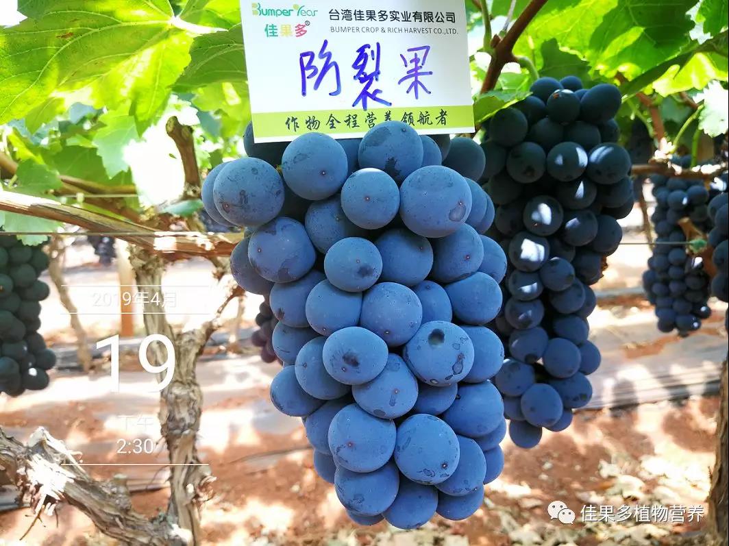 要想葡萄甜又大，就施高鉀甜蜜蜜！